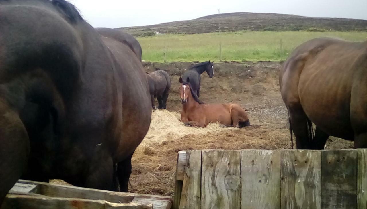 Гостьовий будинок Scorrabrae, Orphir, Mainland Orkney, Scotland, United Kingdom Orphir  Екстер'єр фото